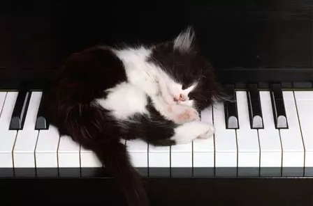 我喜欢手卷钢琴